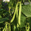 Close up image of Blue Kentucky Pole Bean Pods