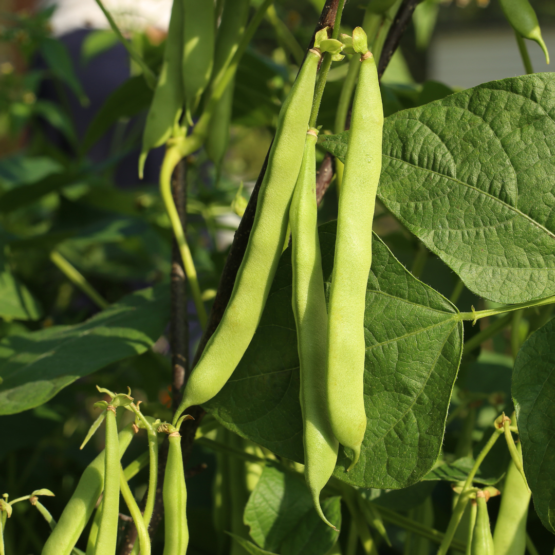 Close up image of Blue Kentucky Pole Bean Pods