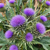 Cardoon Seeds