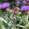 Cardoon Seeds