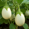 Eggplant Seeds - White Egg