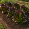 Lettuce Seeds - Romaine - Cimmaron