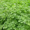 Chervil Seeds – Curled