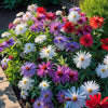 China Aster Seeds - Single Rainbow Mix