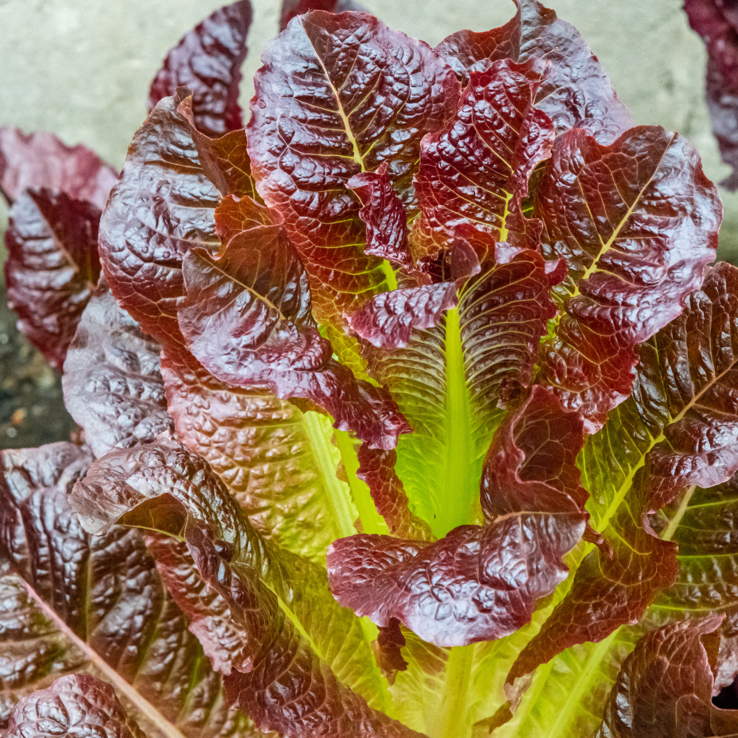 Close up photo of Cimmaron Lettuce