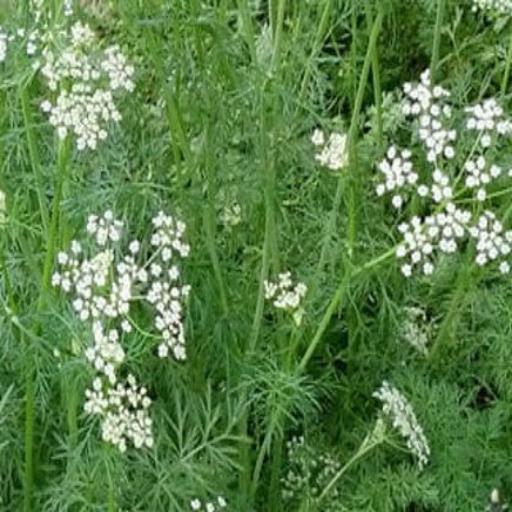 Cumin – Heirloom Culinary Herb Garden Seeds