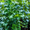 Parsley Seeds – Dark Green Italian Flat Leaf