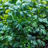 Parsley Seeds – Italian Giant