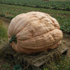 Pumpkin Seeds - Dill’s Atlantic Giant