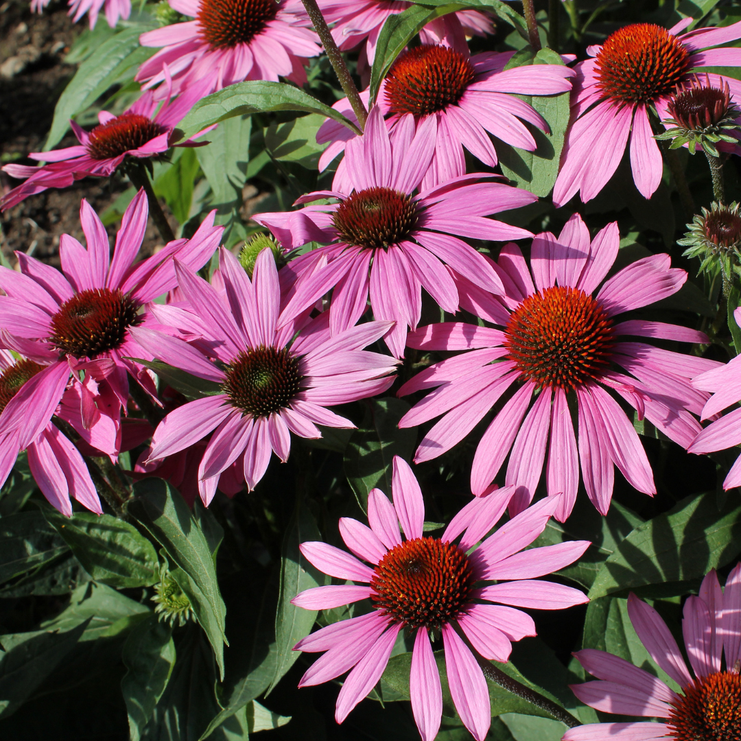 Close up image of Echinacea
