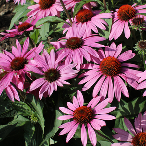 Close up image of Echinacea