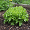 Lettuce Seeds - Leaf - Oakleaf