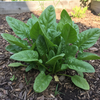 Spinach Seeds - Viroflay