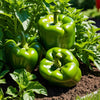 Pepper Seeds – Cal Wonder 300 TMR Sweet Bell