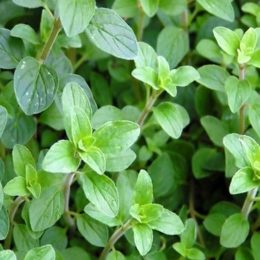Common Italian Oregano – Heirloom Culinary Herb Garden Seeds