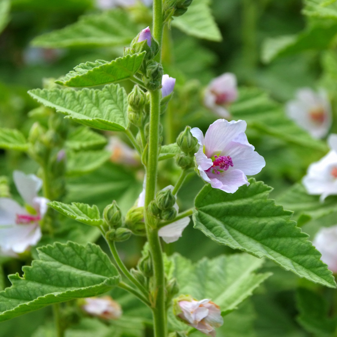 Close up image of marshmallow growing in the garden