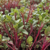 Beet Seeds - Detroit Dark Red - Microgreens