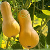 Squash Seeds – Waltham Butternut