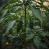 Pepper Seeds – Hot Jalapeño Early