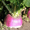 American Purple Top Rutabaga – Heirloom Vegetable Garden Seeds