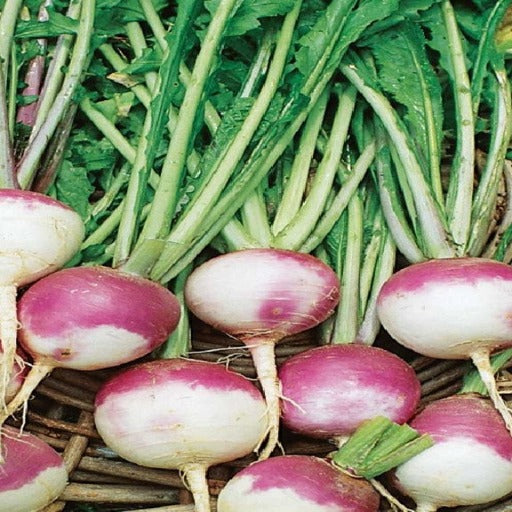 American Purple Top Rutabaga – Heirloom Vegetable Garden Seeds