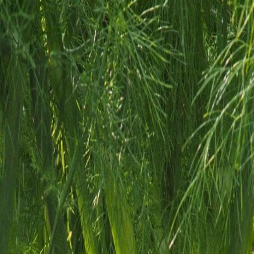 Florence Fennel – Heirloom Culinary Herb Garden Seeds