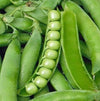 Pea Seeds – Lincoln