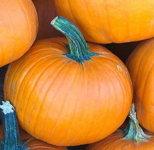 Sugar Pie Pumpkin – Heirloom Vegetable Garden Seeds