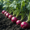 Row of radishes growing in soil with green leaves.