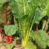 Swiss chard plants with green leaves and red stems growing in a garden.
