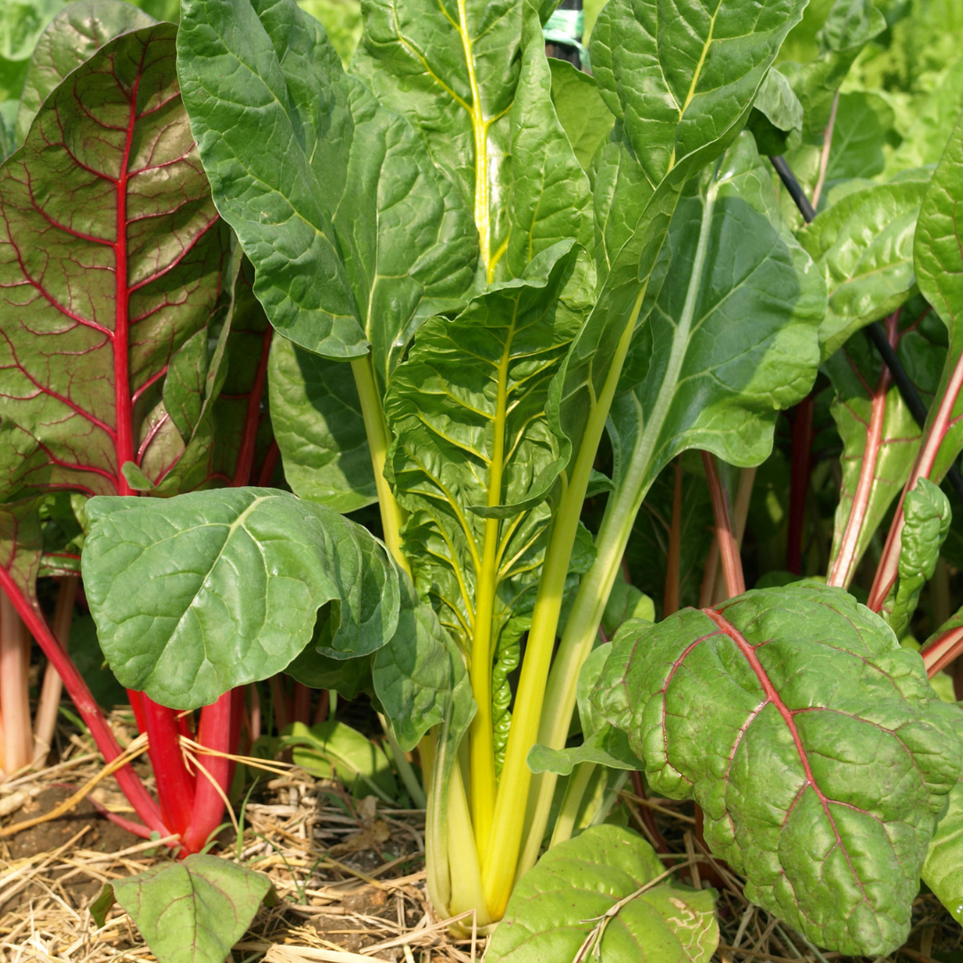 Swiss chard plants with green leaves and red stems growing in a garden.