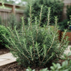 Rosemary Seeds