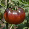 Tomato Seeds - Black Krim