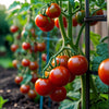 Tomato Seeds – Large Red Cherry