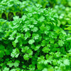 Slow Bolt Cilantro – Heirloom Culinary Herb Garden Seeds