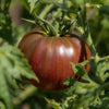 Tomato Seeds - Cherokee Purple