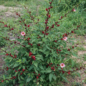 Close up of Roselle Sour Leaf Hibiscus Growing 
