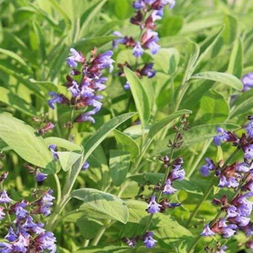 Sage Seeds – Broadleaf – Sow Me Seeds