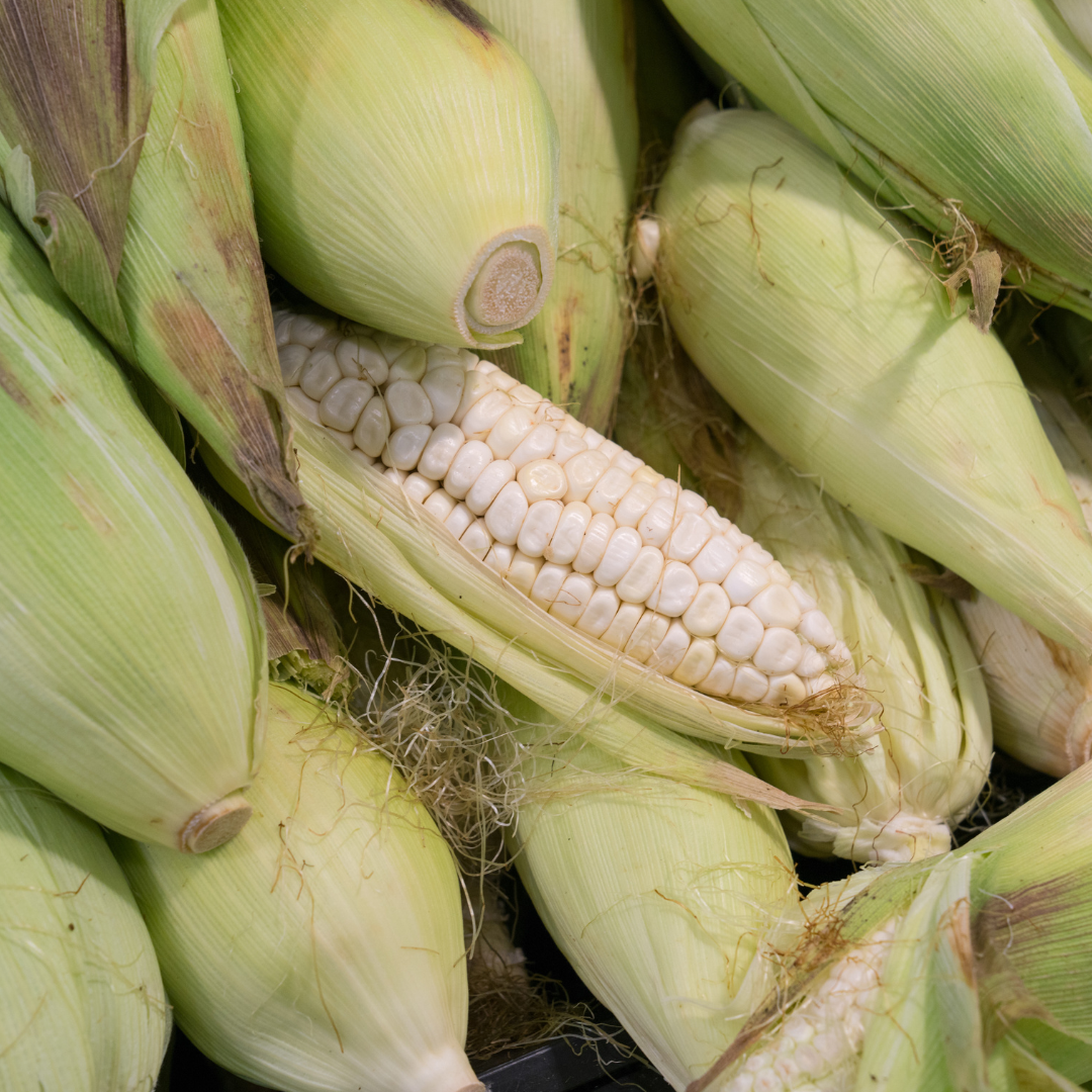 A close-up pile of fresh ears of corn, including one ear partially peeled back to show pale white kernels.