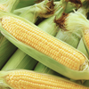 Corn Seeds - Sweet - Golden Bantam 12