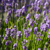 Lavender Seeds - English