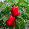 Pepper Seeds – Sweet Bell - Cal Rose Red