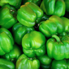 Pepper Seeds – Cal Wonder 300 TMR Sweet Bell