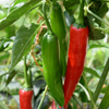 Pepper Seeds - Hot - Big Jim