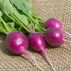 Radish Seeds - Purple Plum