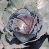 Cabbage Seeds  – Mammoth Red Rock