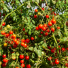 Tomato Seeds – Large Red Cherry
