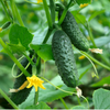 Cucumber Seeds – National Pickling