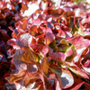 Lettuce Seeds - Leaf - Flame