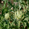Artichoke Seeds – Green Globe